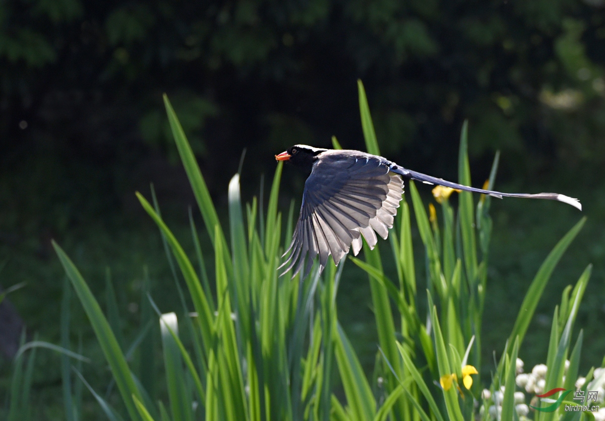 DSC_2488 ����.jpg