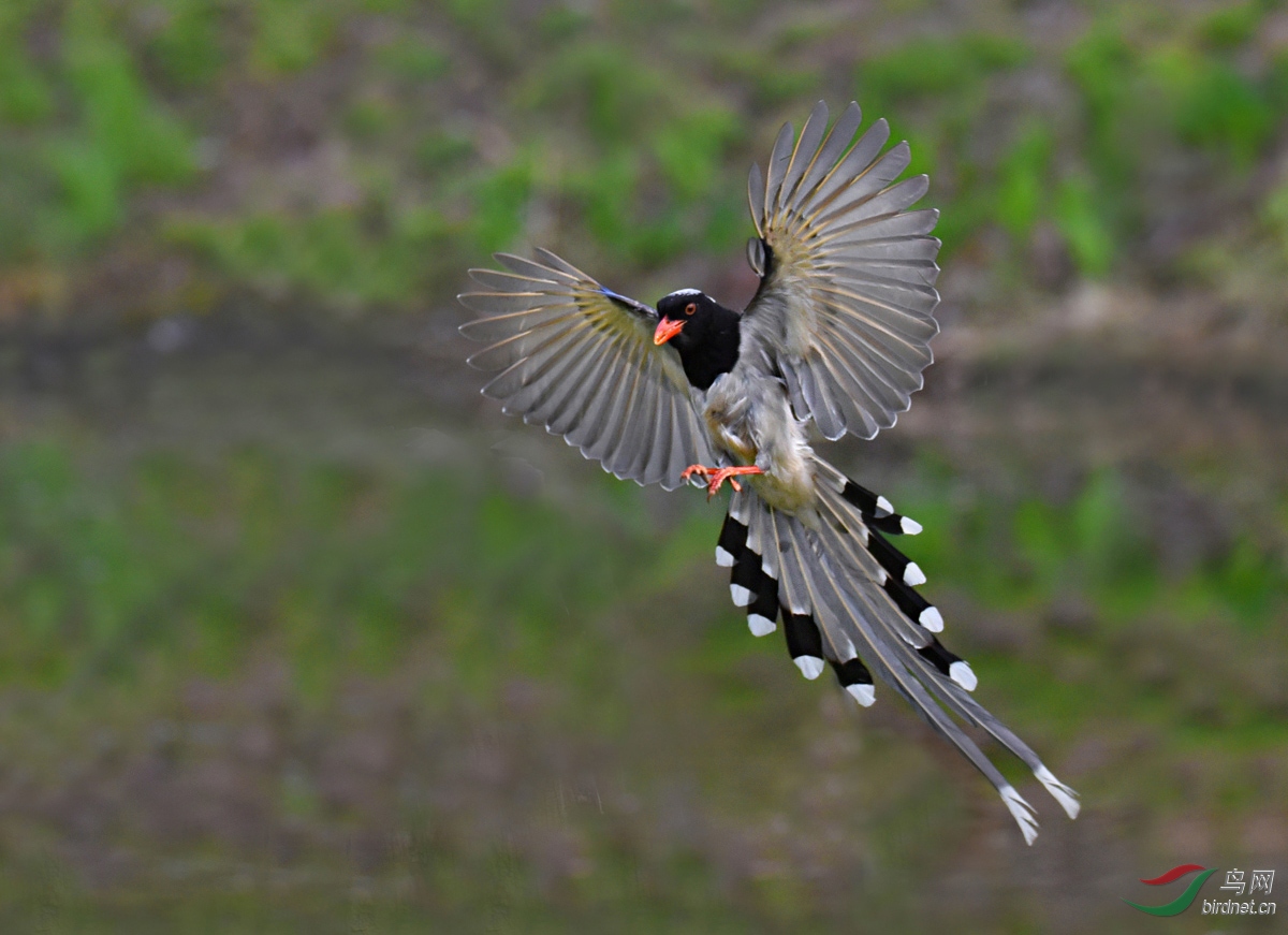 DSC_3071 ����.jpg