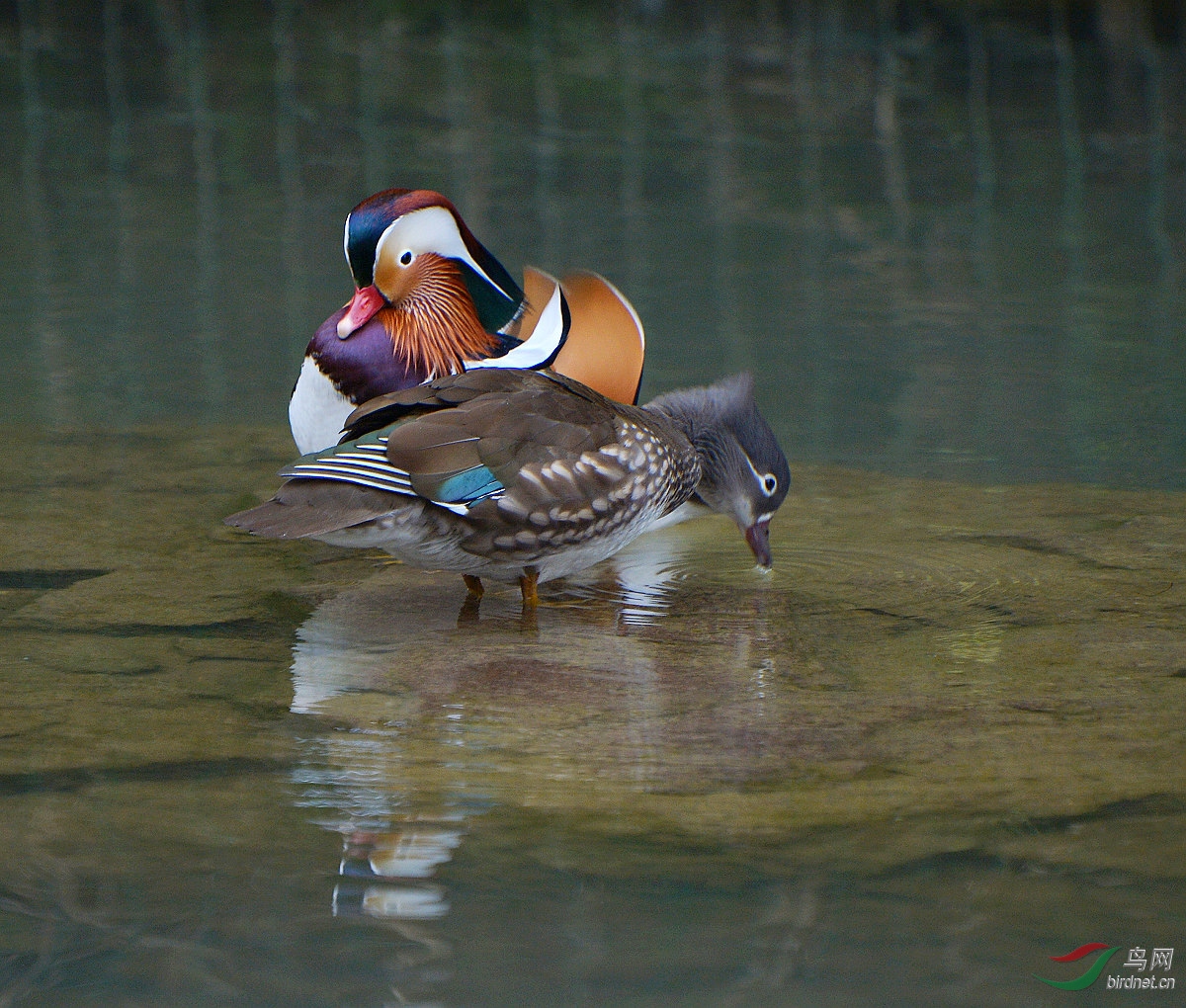 一对鸳鸯休息了