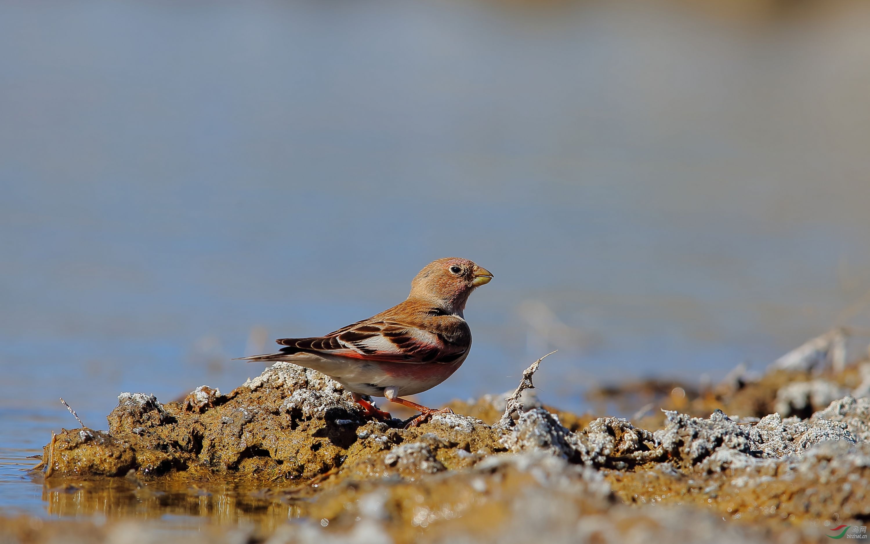 蒙古沙雀蒙古沙雀祝贺荣获首页精华