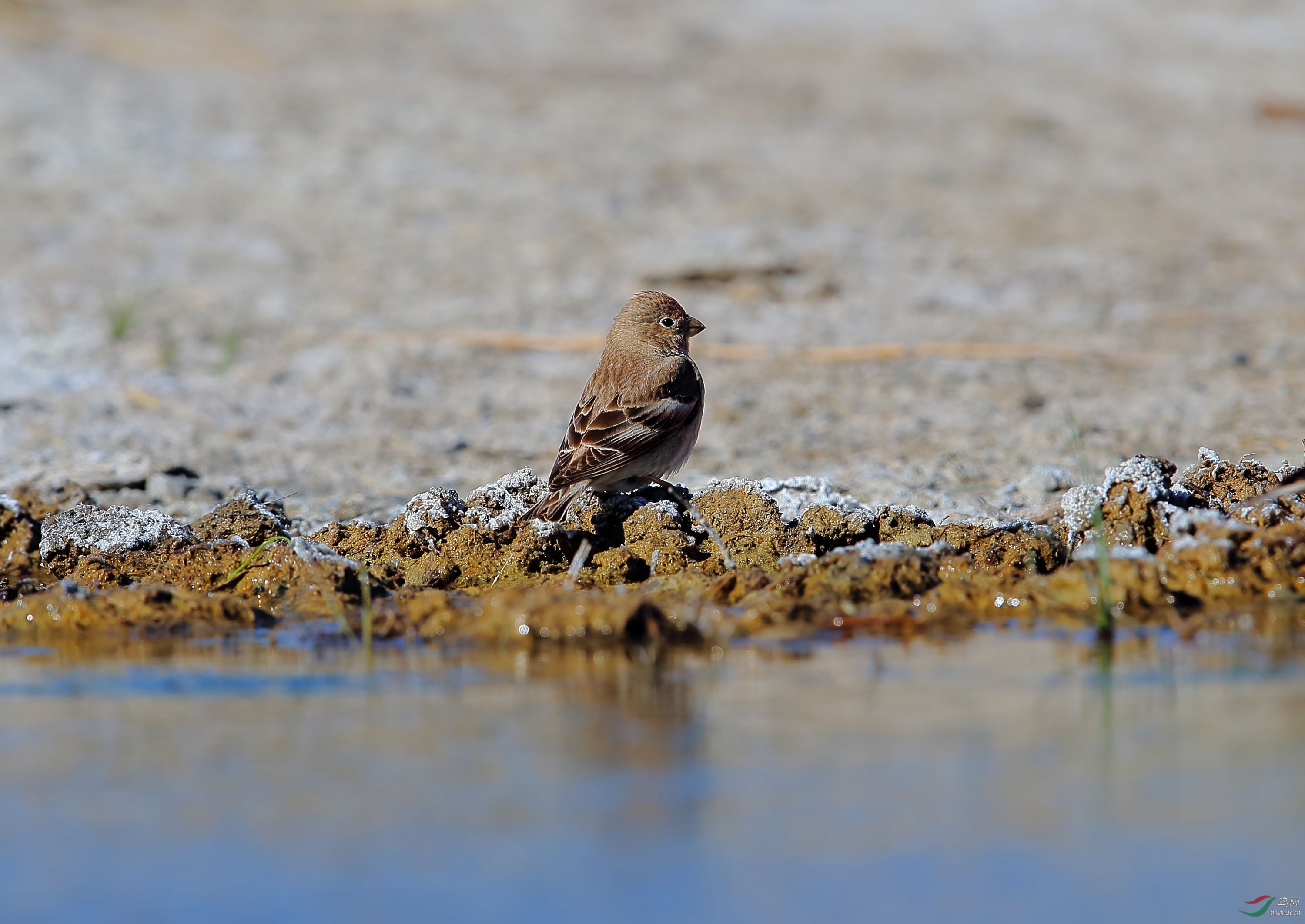 蒙古沙雀蒙古沙雀祝贺荣获首页精华