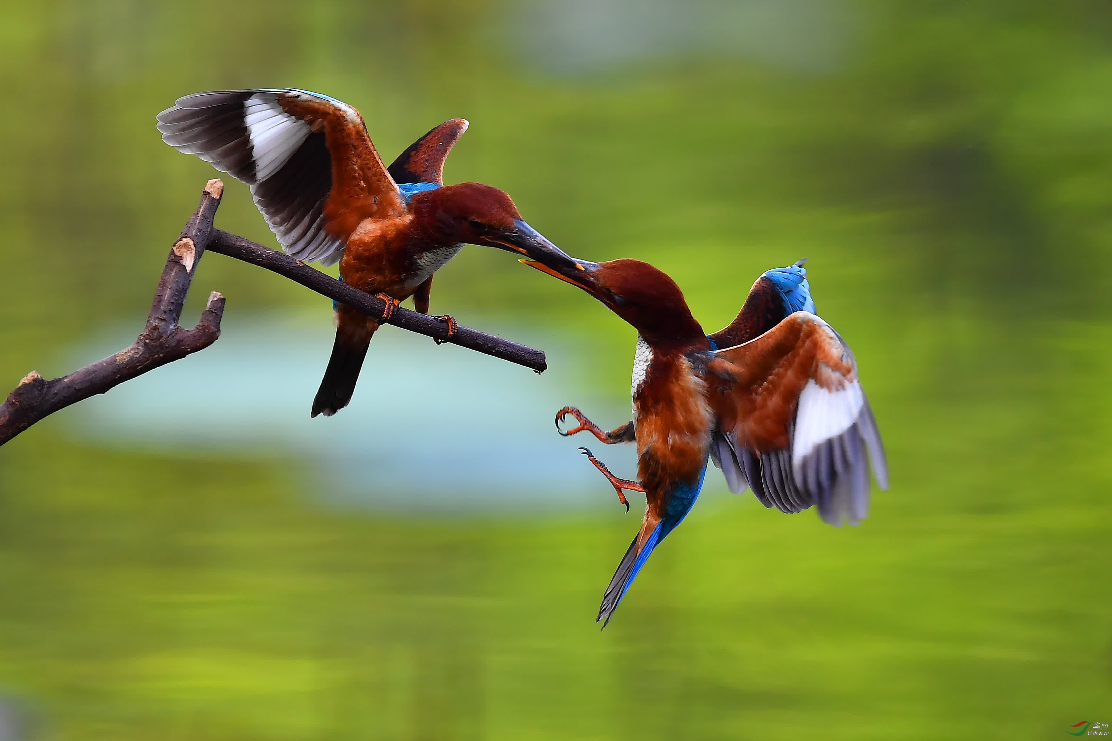 广州云溪武斗片看谁笑到最后