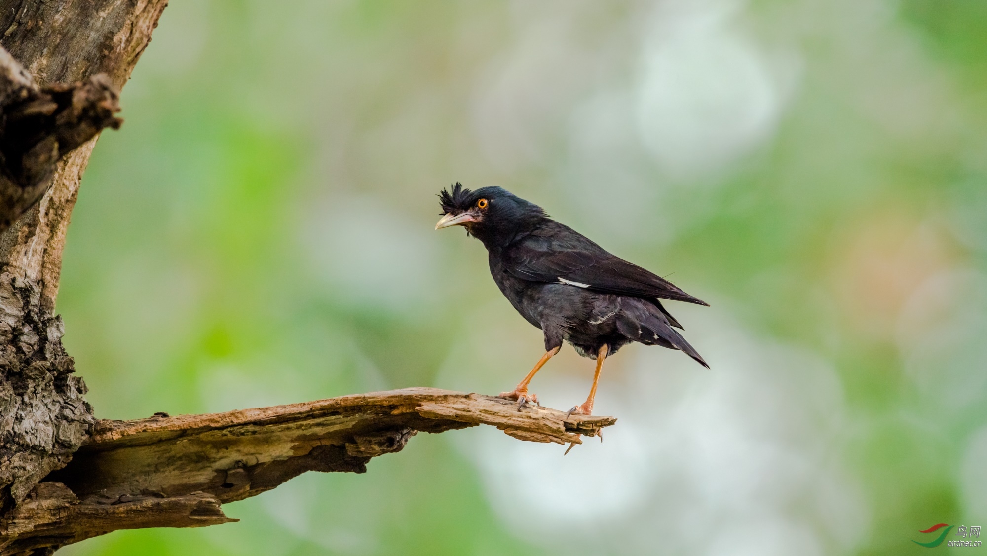 菜鸟也很神气哦
