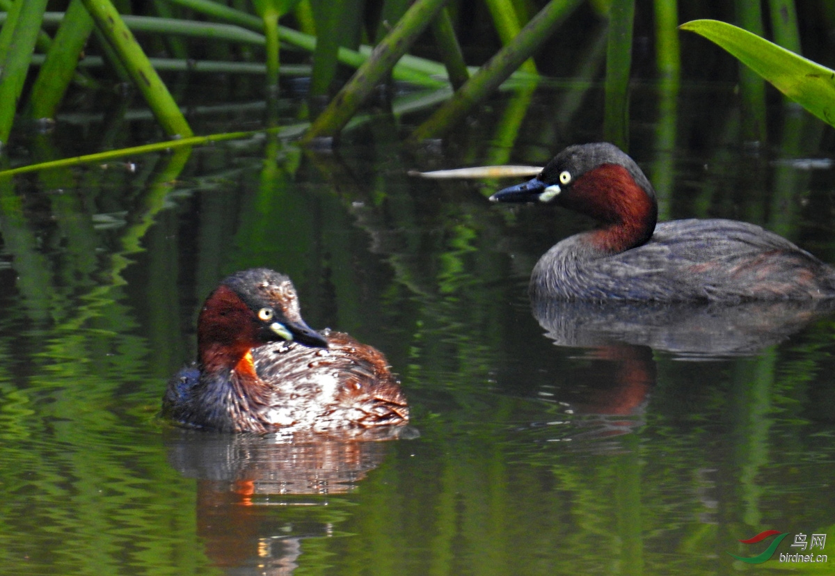 DSCN4738 ����.jpg