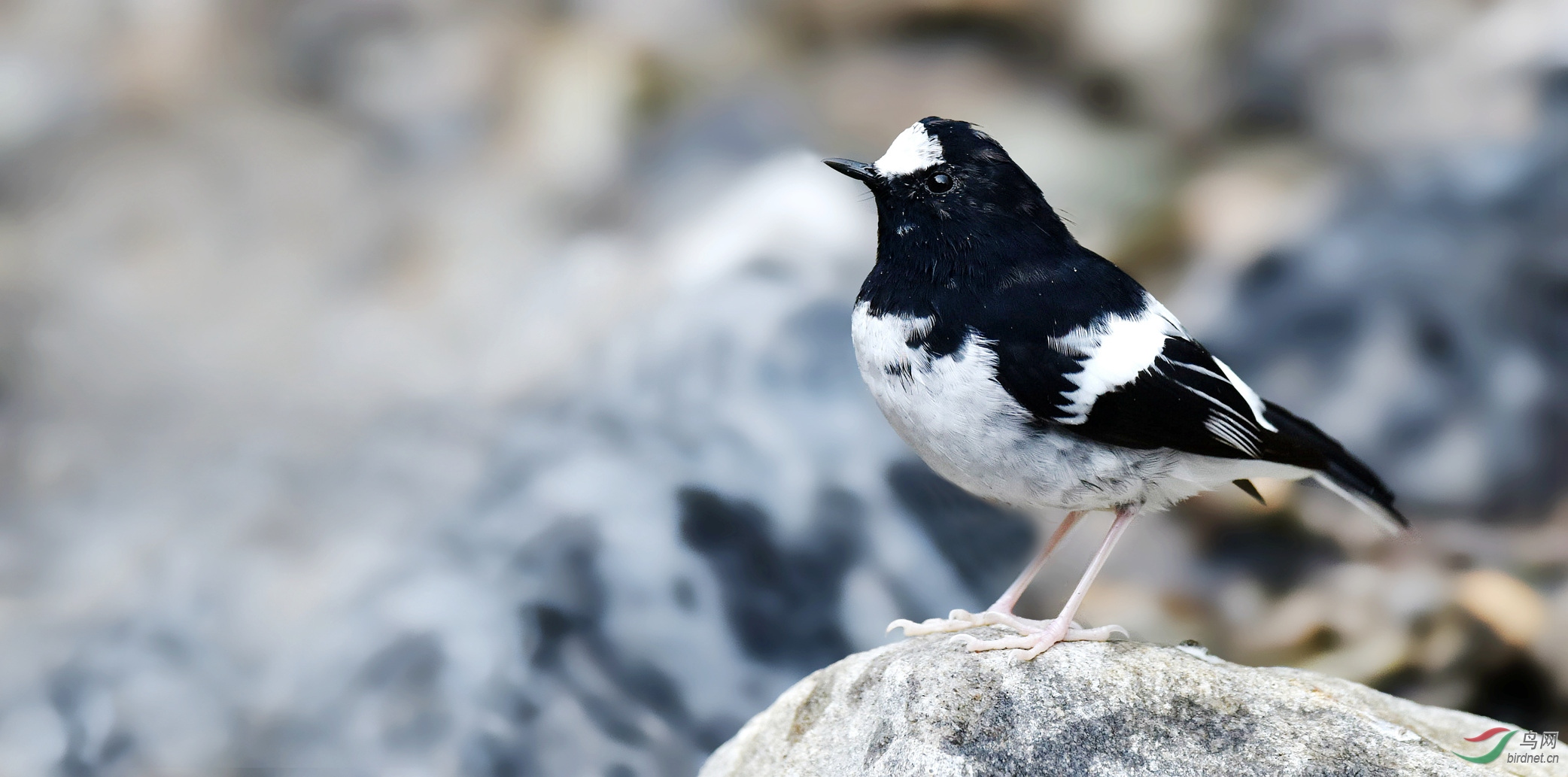 小燕尾给川版加油