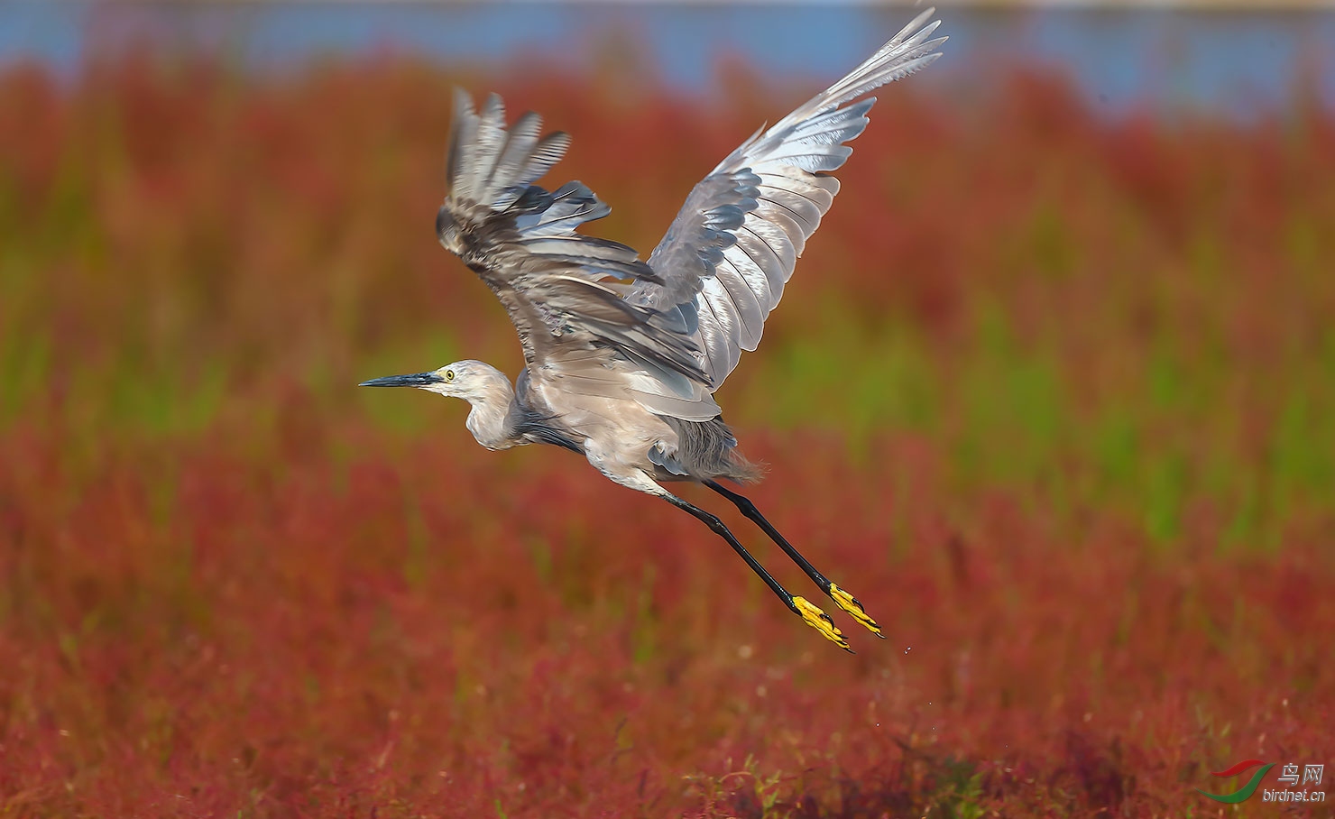 如期而至的小灰鹭