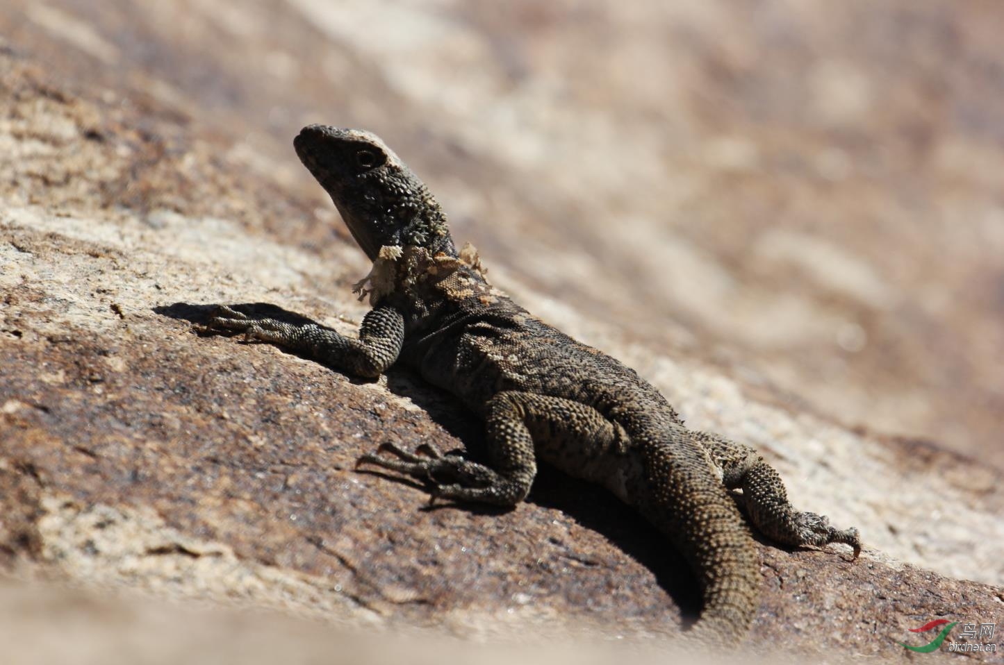 3年前出野外时拍摄的新疆岩蜥