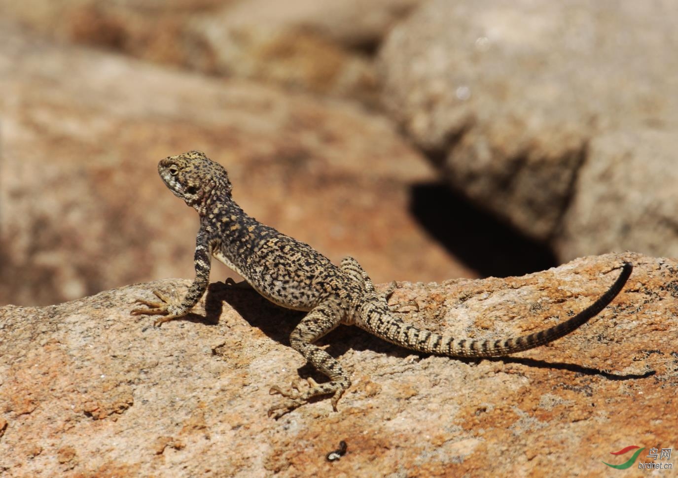 3年前出野外时拍摄的新疆岩蜥