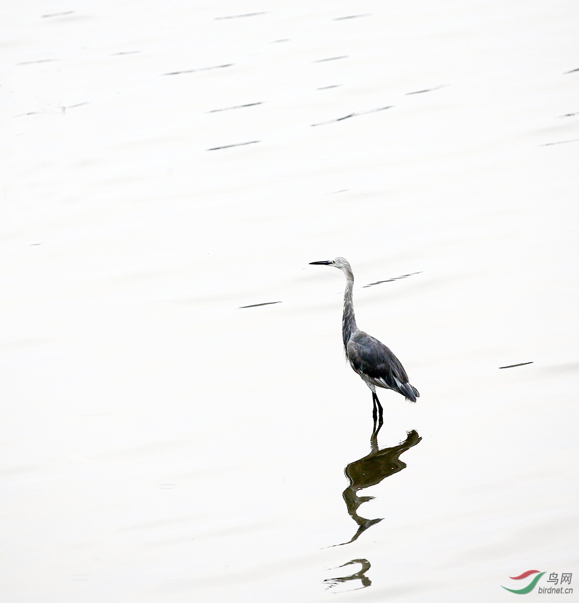 小灰(鹭)及其它 - 水鸟版 鸟网