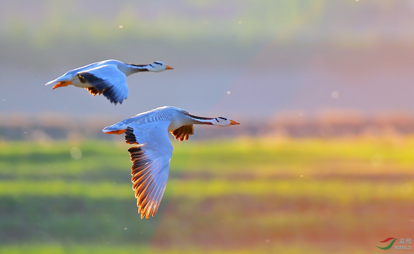水鸟斑头雁双飞雁祝贺老师佳作荣获首页精华