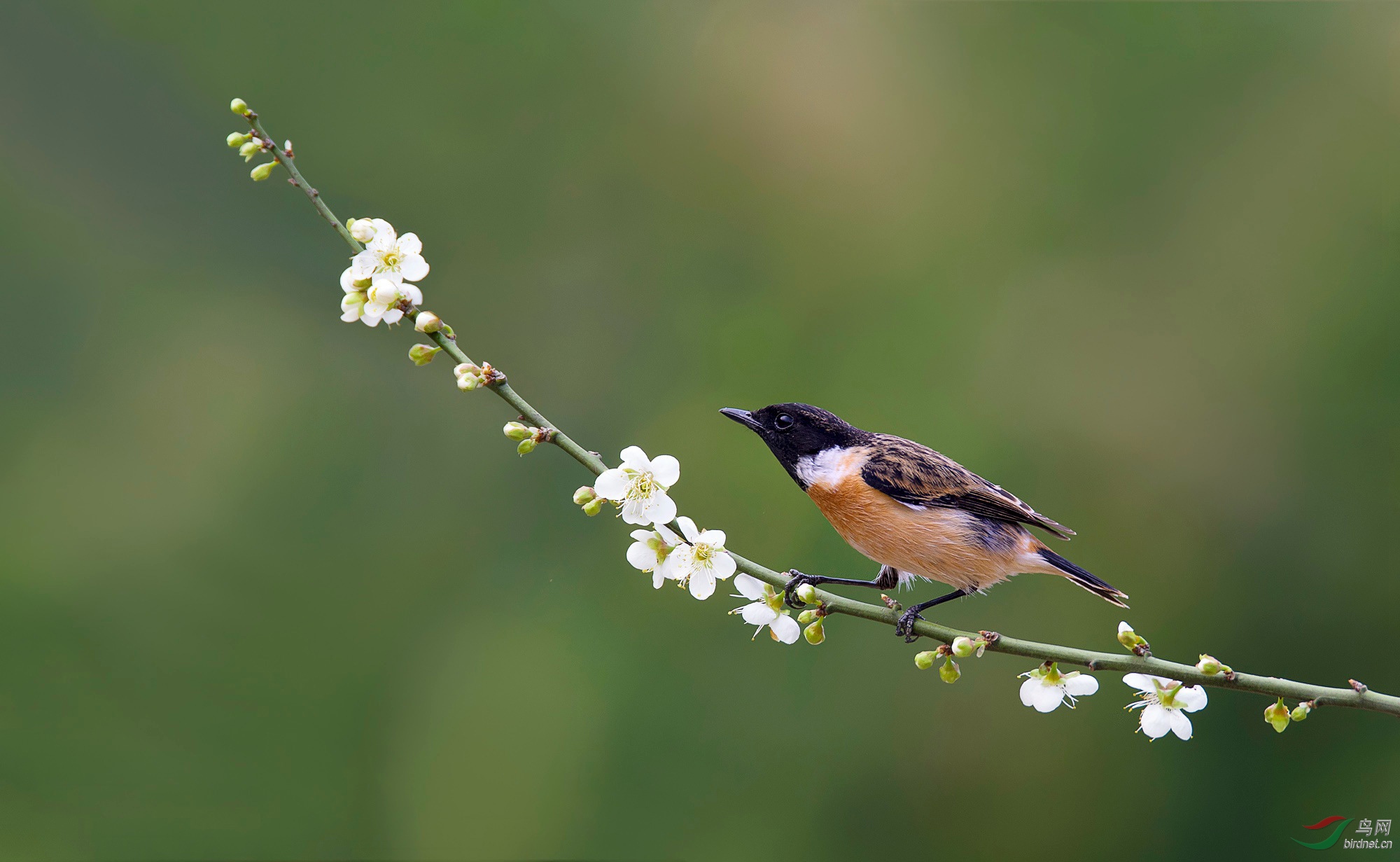 鸟落梅枝催春归