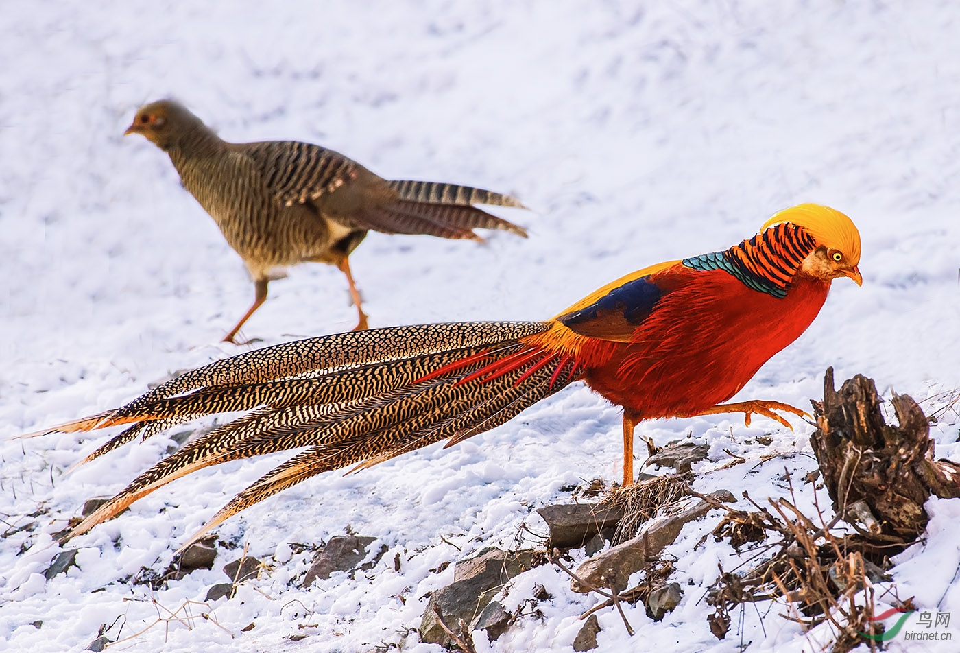 雪地上的孤独漫步红腹锦鸡