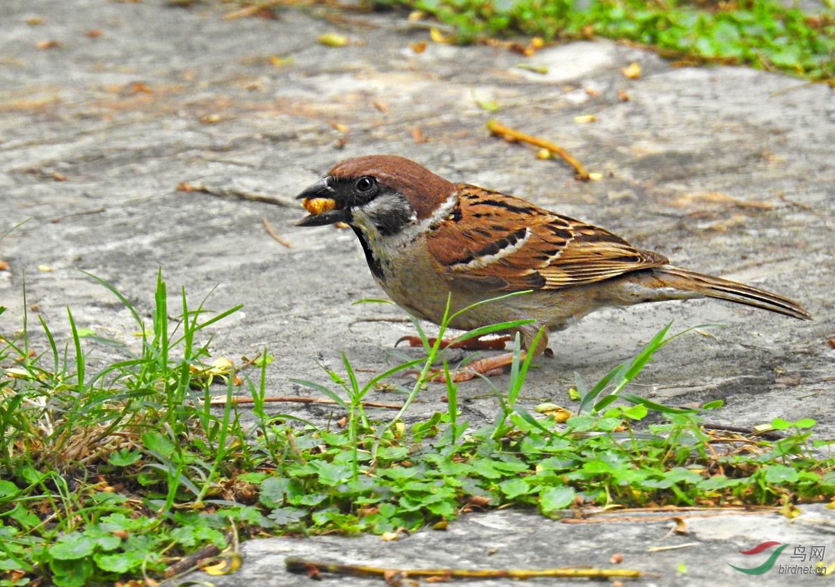 DSCN4991 ����.jpg