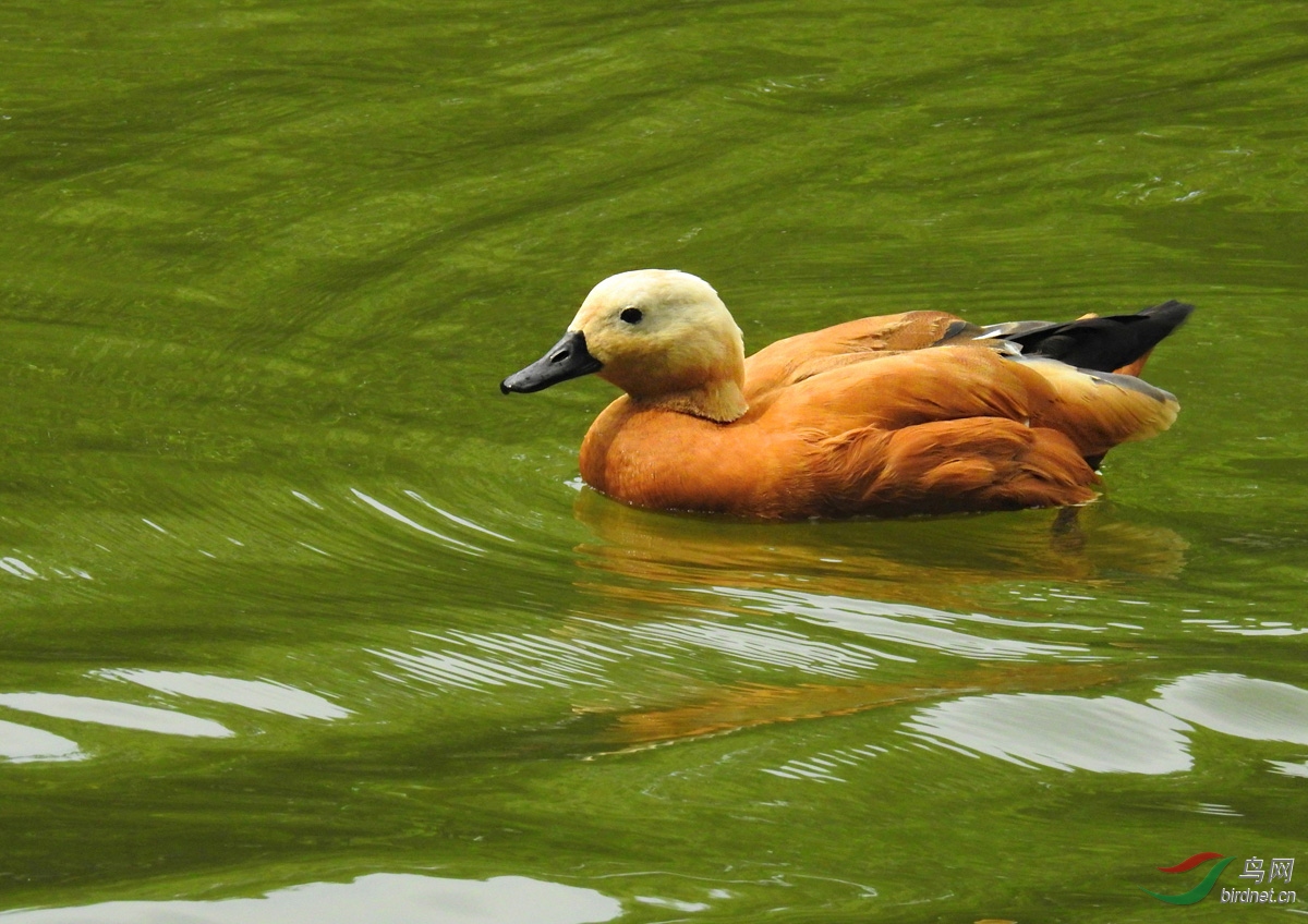 DSCN4893 ����.jpg