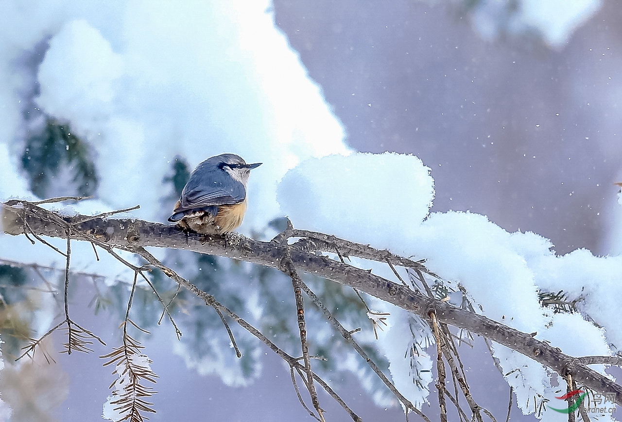 暴风雪中一小鸟
