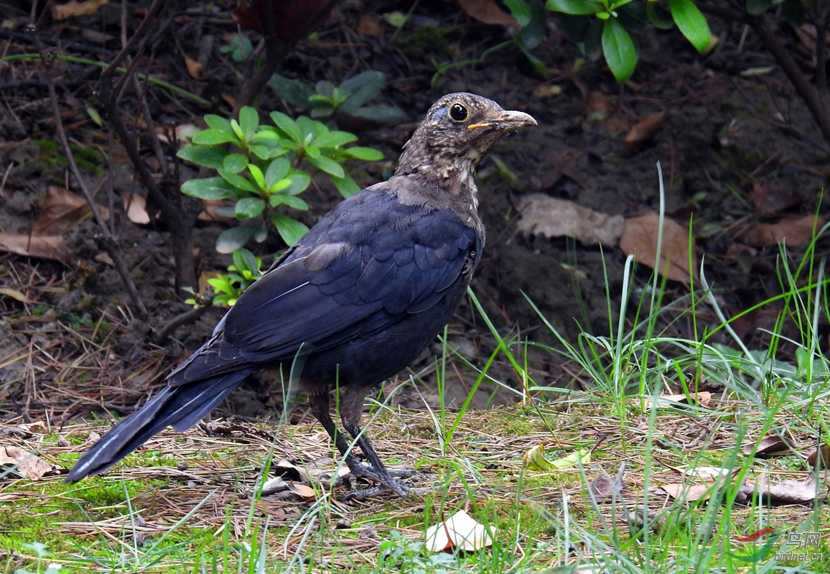 DSCN5012 ����.jpg