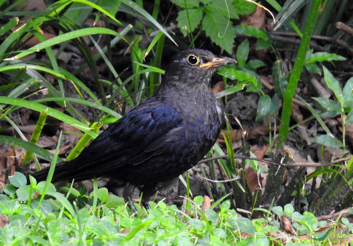 DSCN4944 ����.jpg