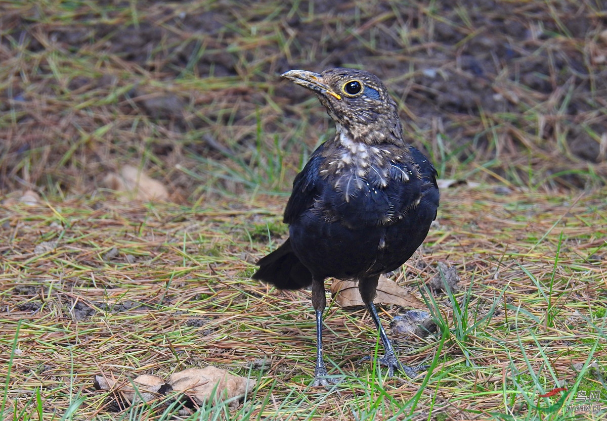 DSCN5010 ����.jpg