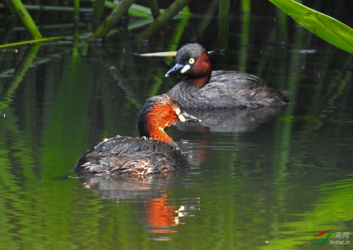 DSCN4740 ����.jpg