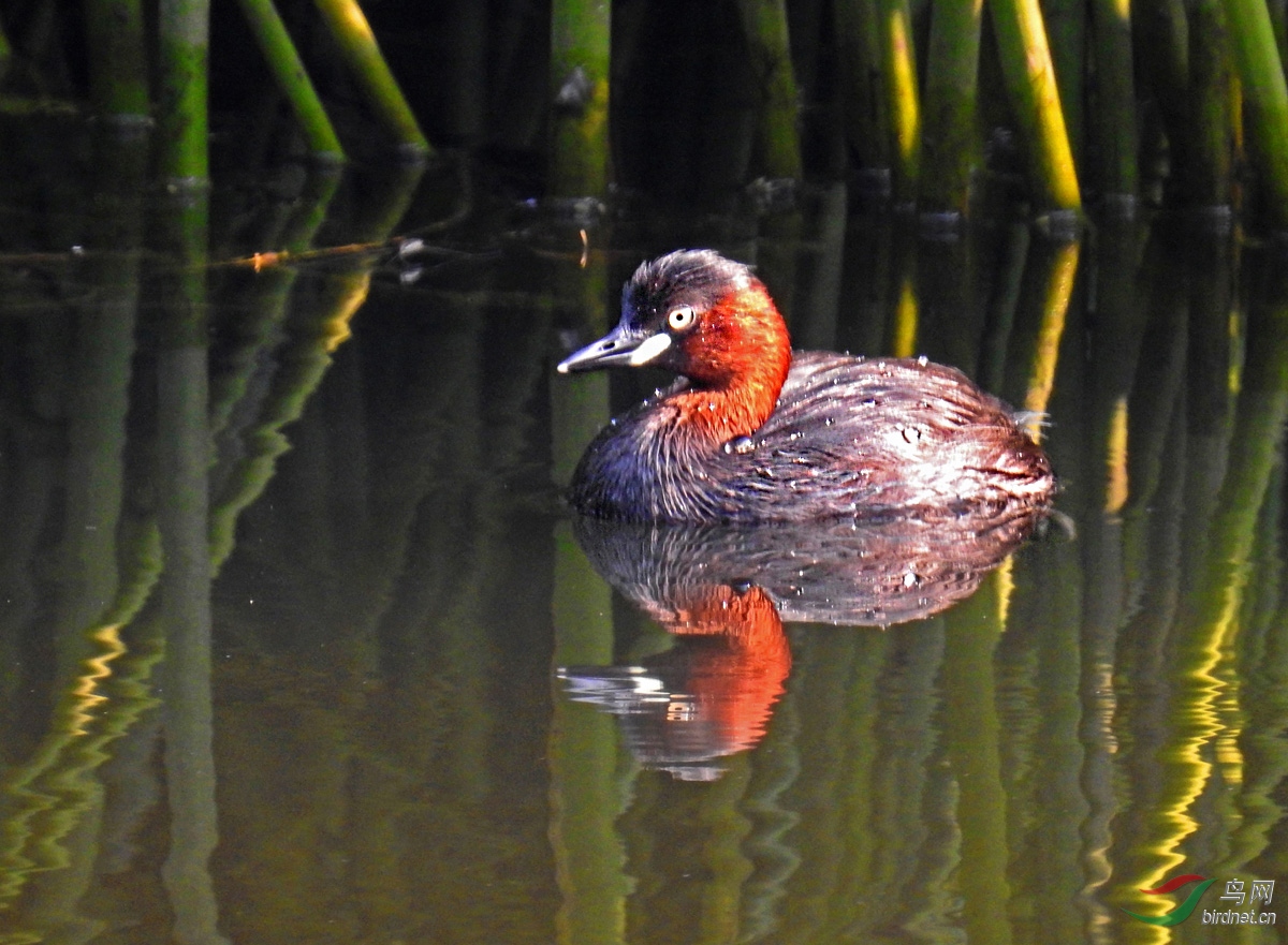 DSCN4733 ����.jpg