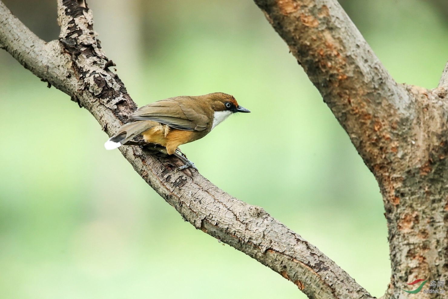 树上的白喉噪鹛