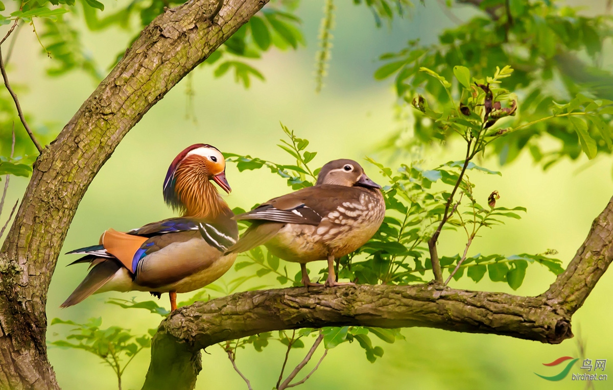 鸳鸯树上鸳鸯恭贺首页精华