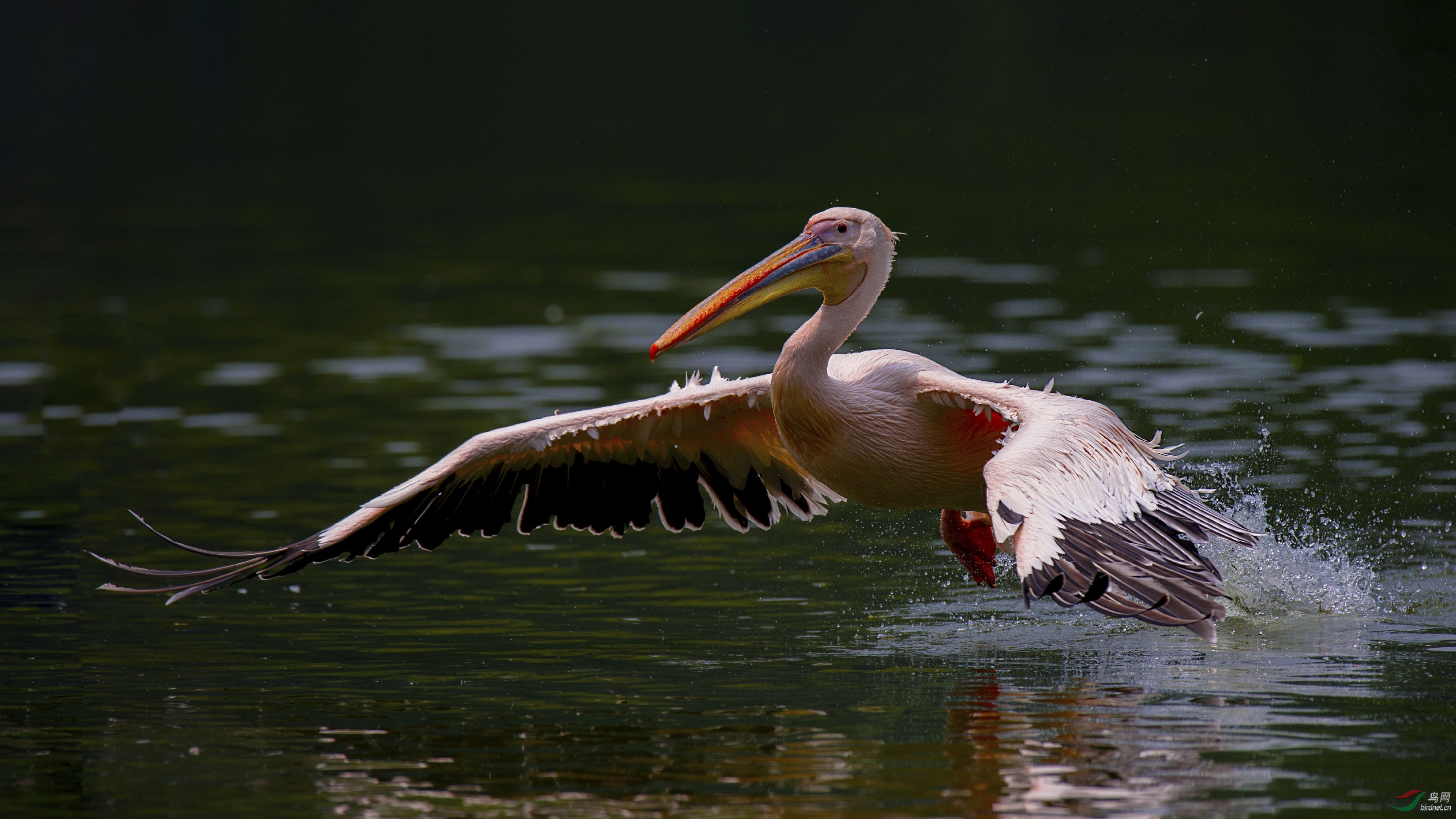 (白鹈鹕)继续支持《荣获首页精华 》