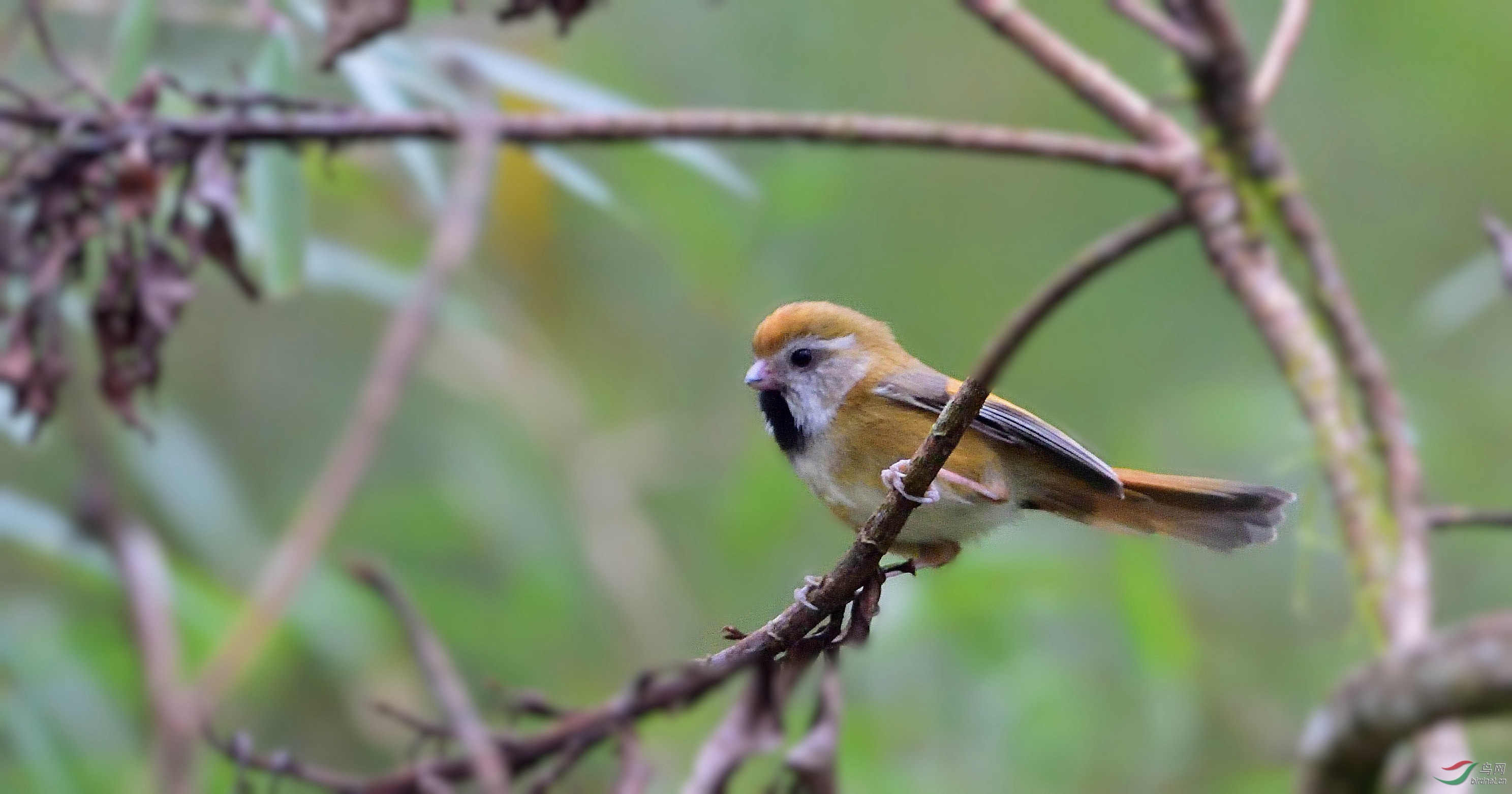 濒危的金色鸦雀