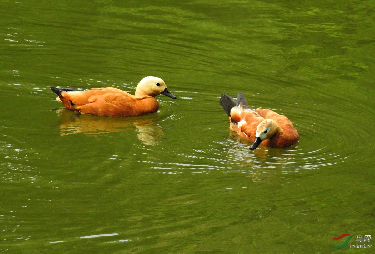 DSCN4892 ����.jpg