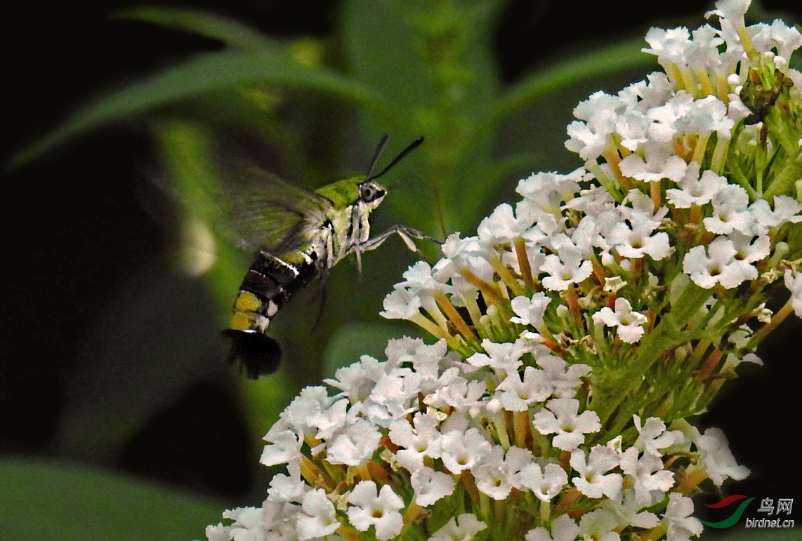 DSCN3780 ����.jpg