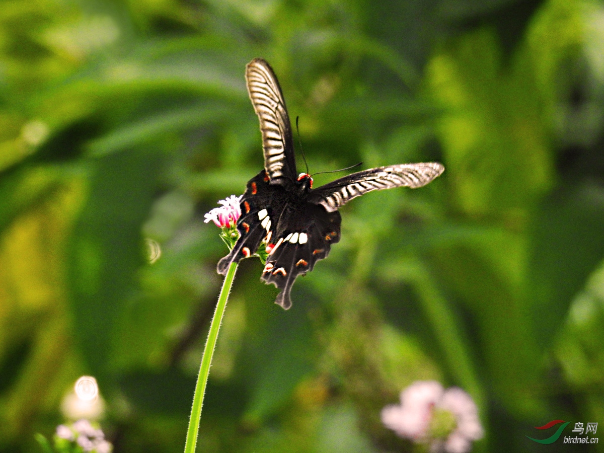 DSCN4829 ����.jpg