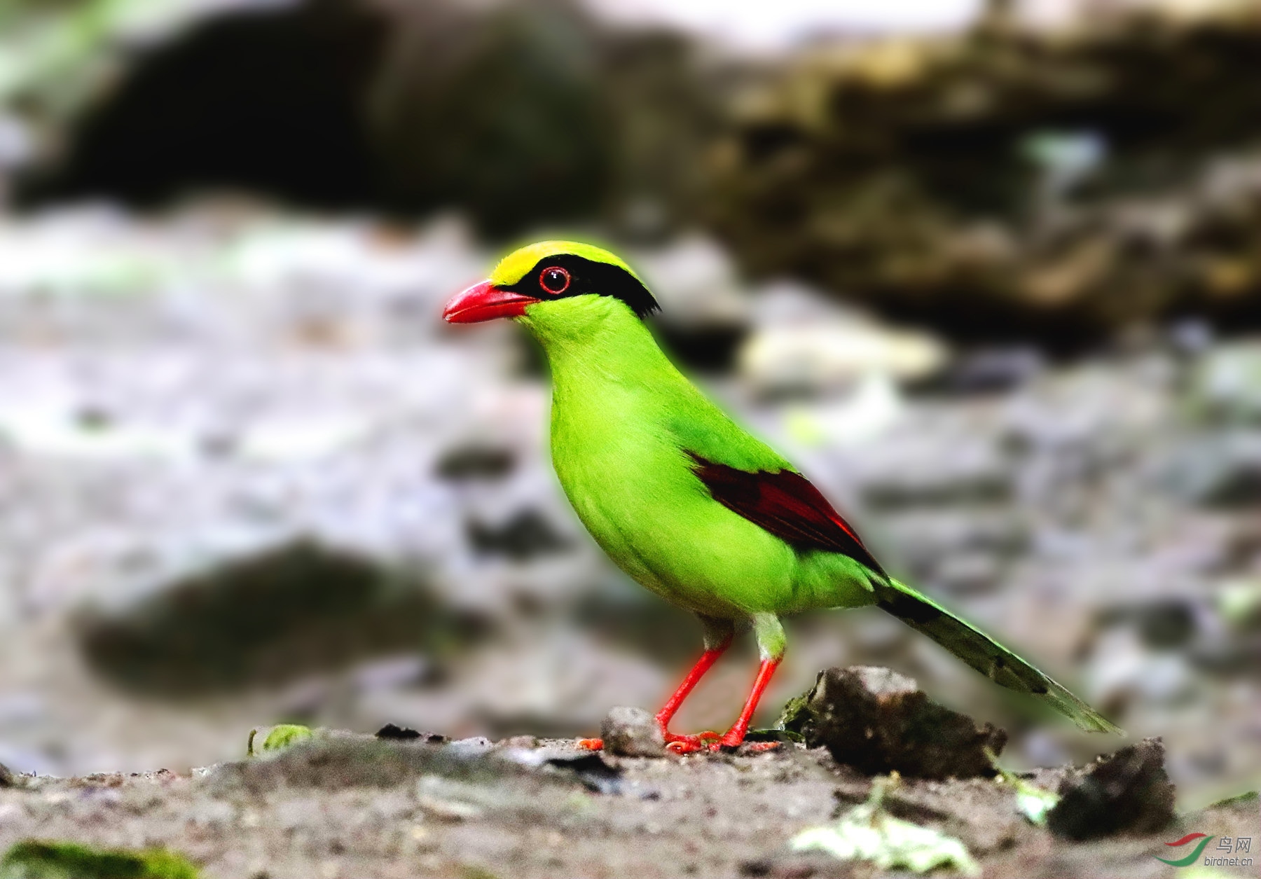 [林鸟] 印支绿雀-----发啥楞那?