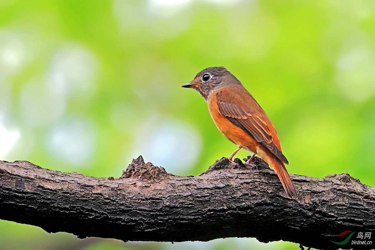 原生态棕尾褐鹟