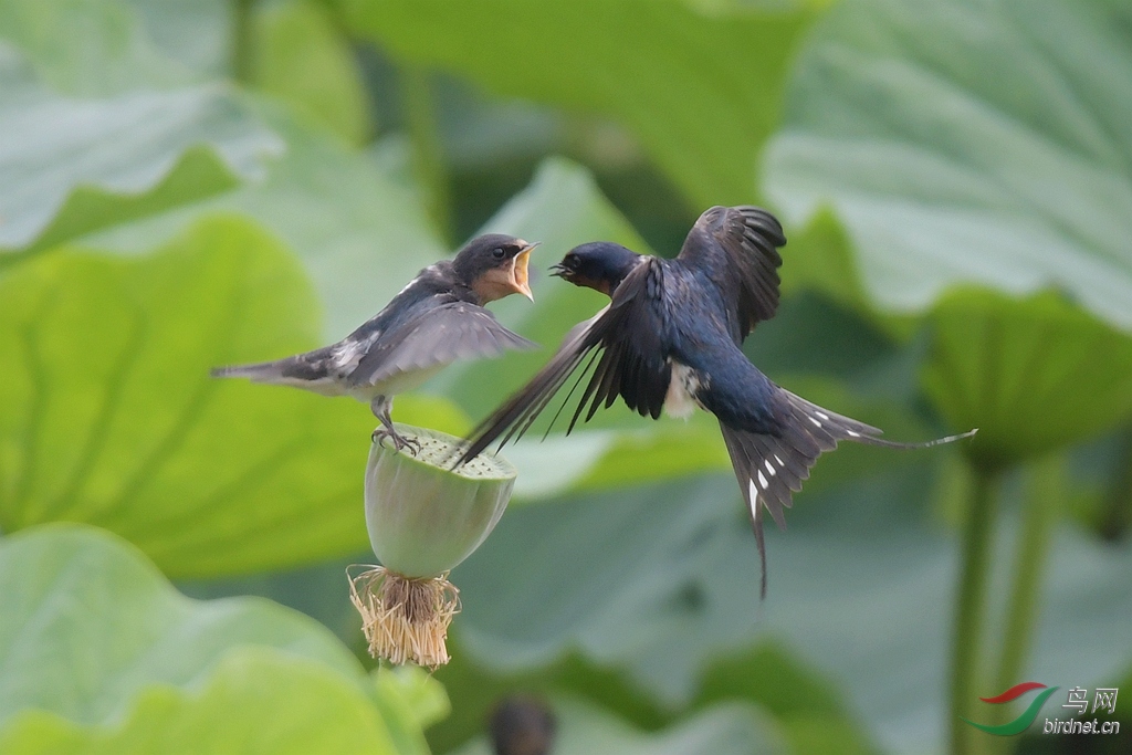 飞燕凌空育雏忙