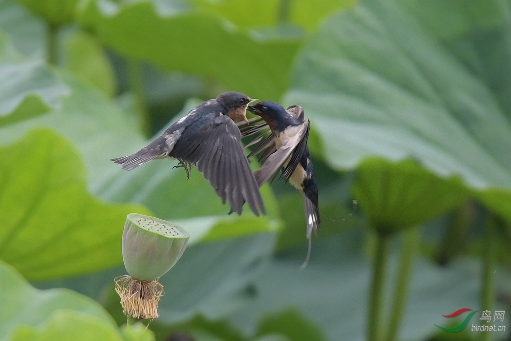 飞燕凌空育雏忙