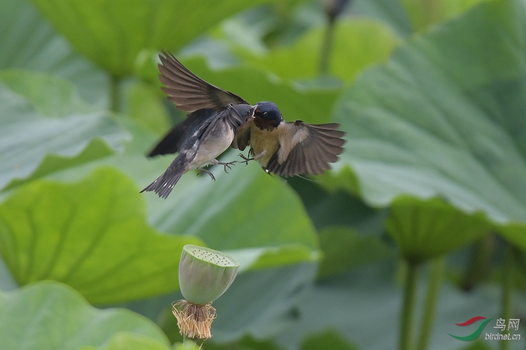 飞燕凌空育雏忙