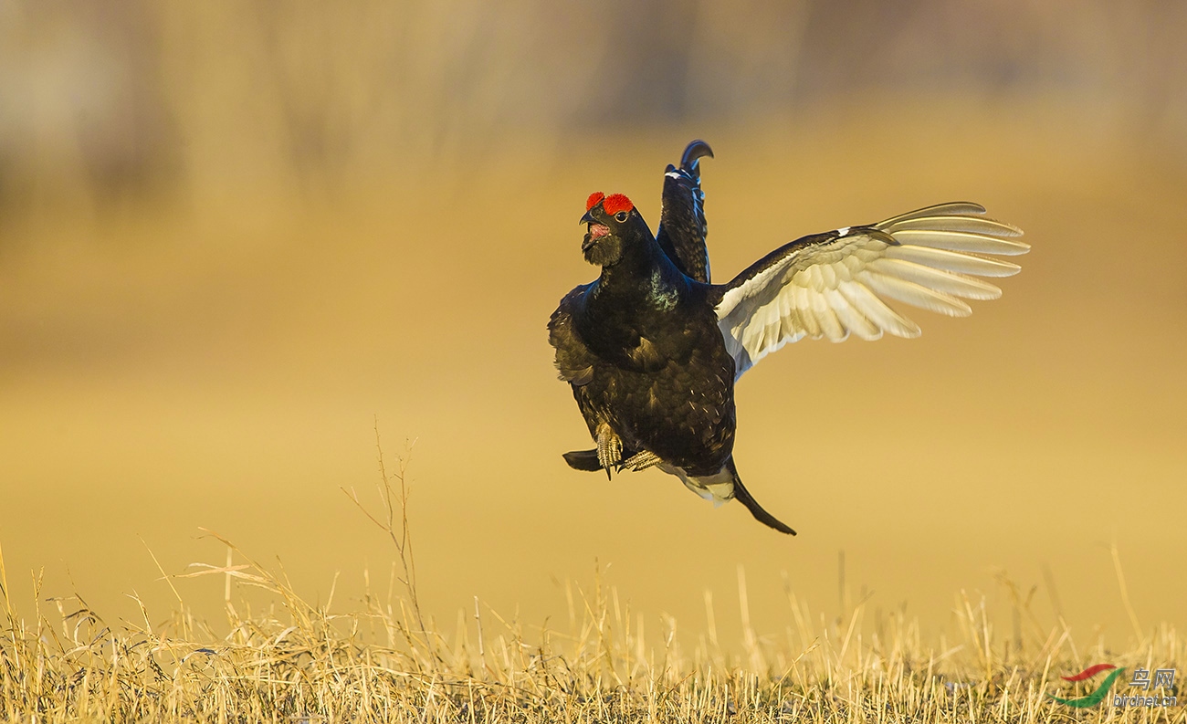 草丛中飞起的黑琴鸡