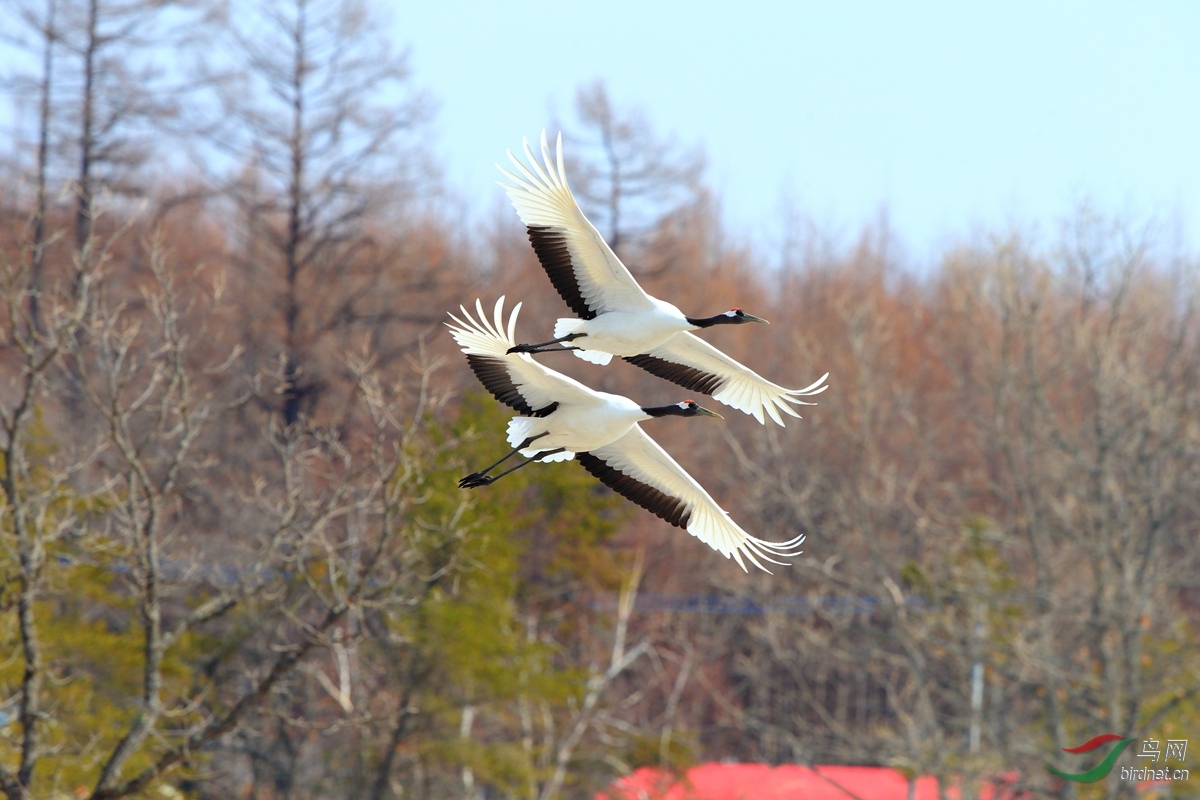 丹顶鹤双飞