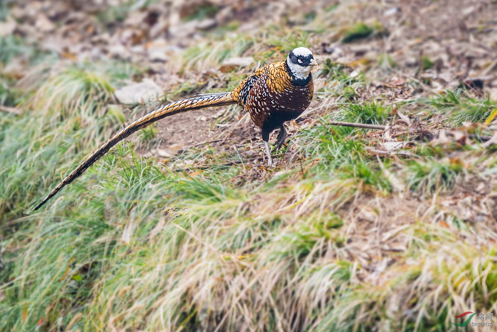 白冠长尾雉 (3)_副本.jpg