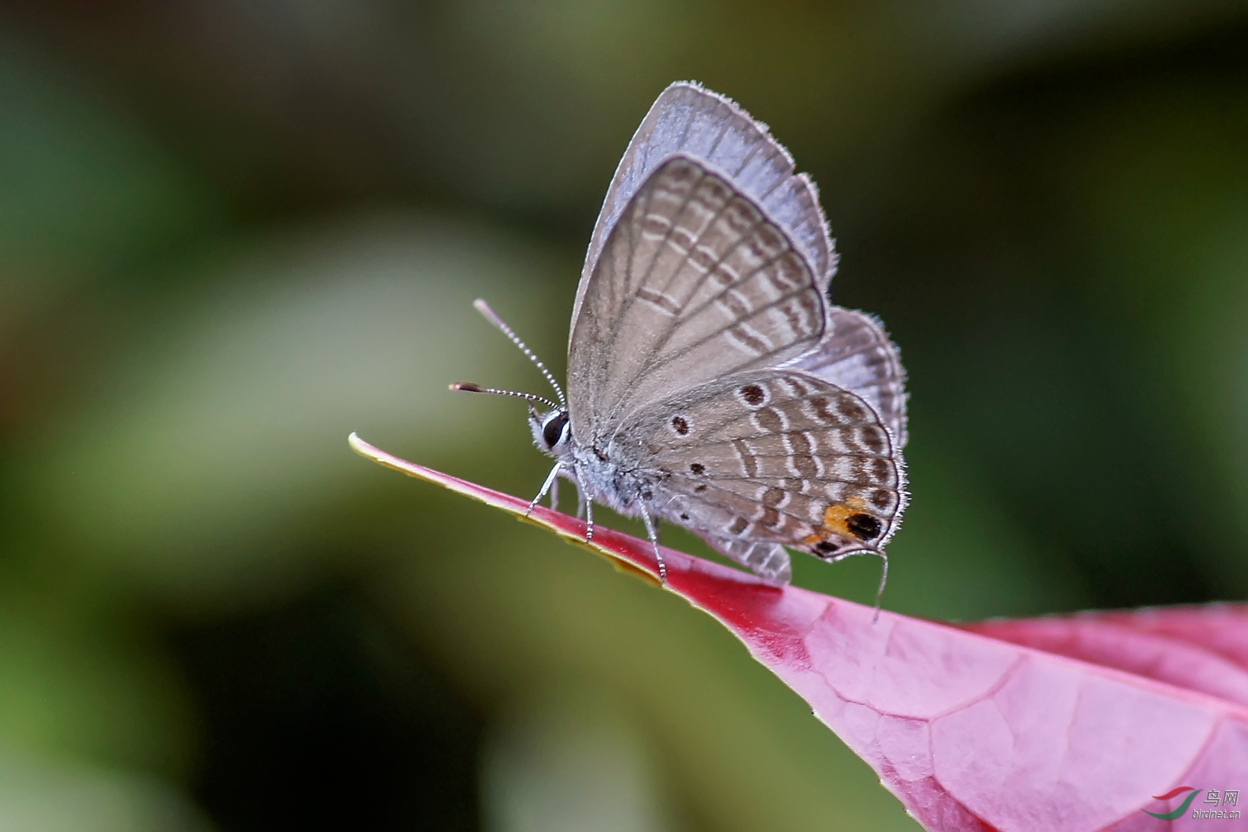 曲纹紫灰蝶818首发