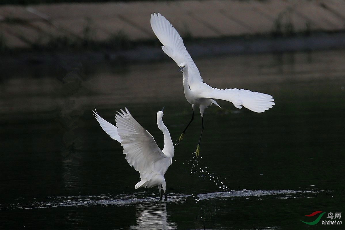 玉羽霜衣舞蹁跹