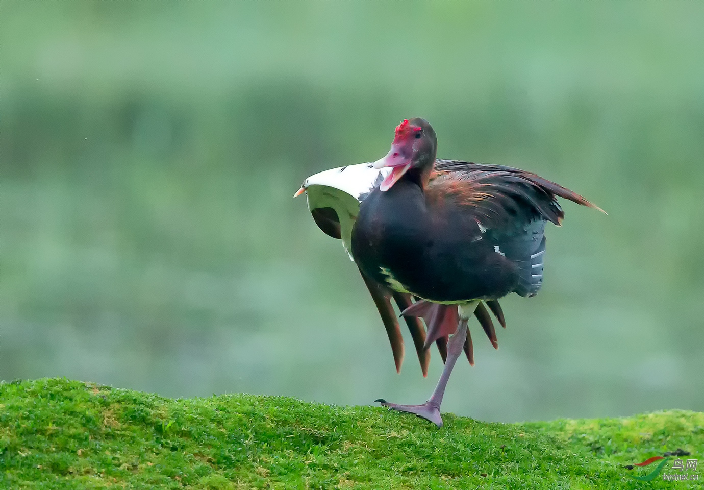 快乐的埃及雁周末问好