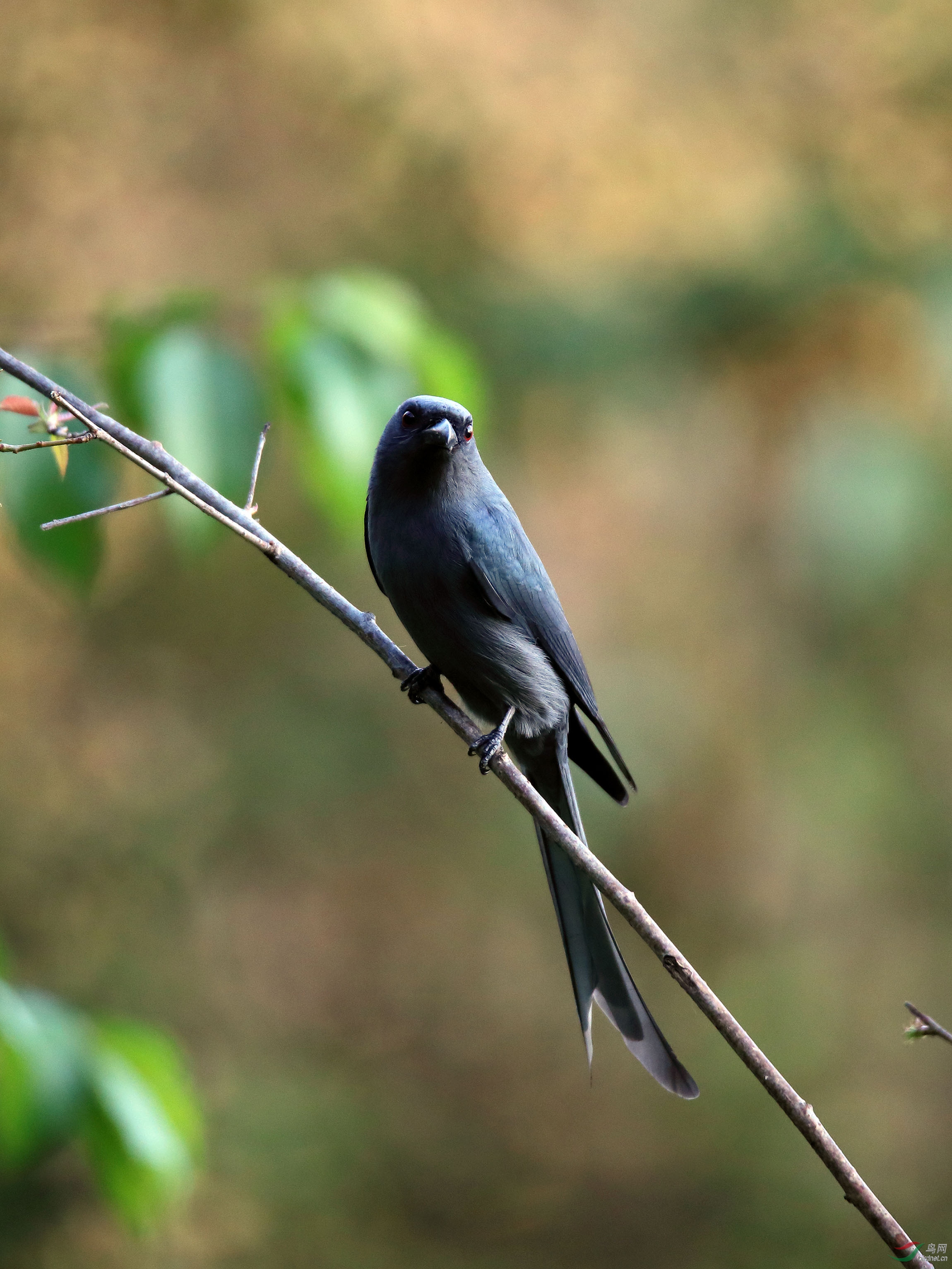 周末快乐灰卷尾