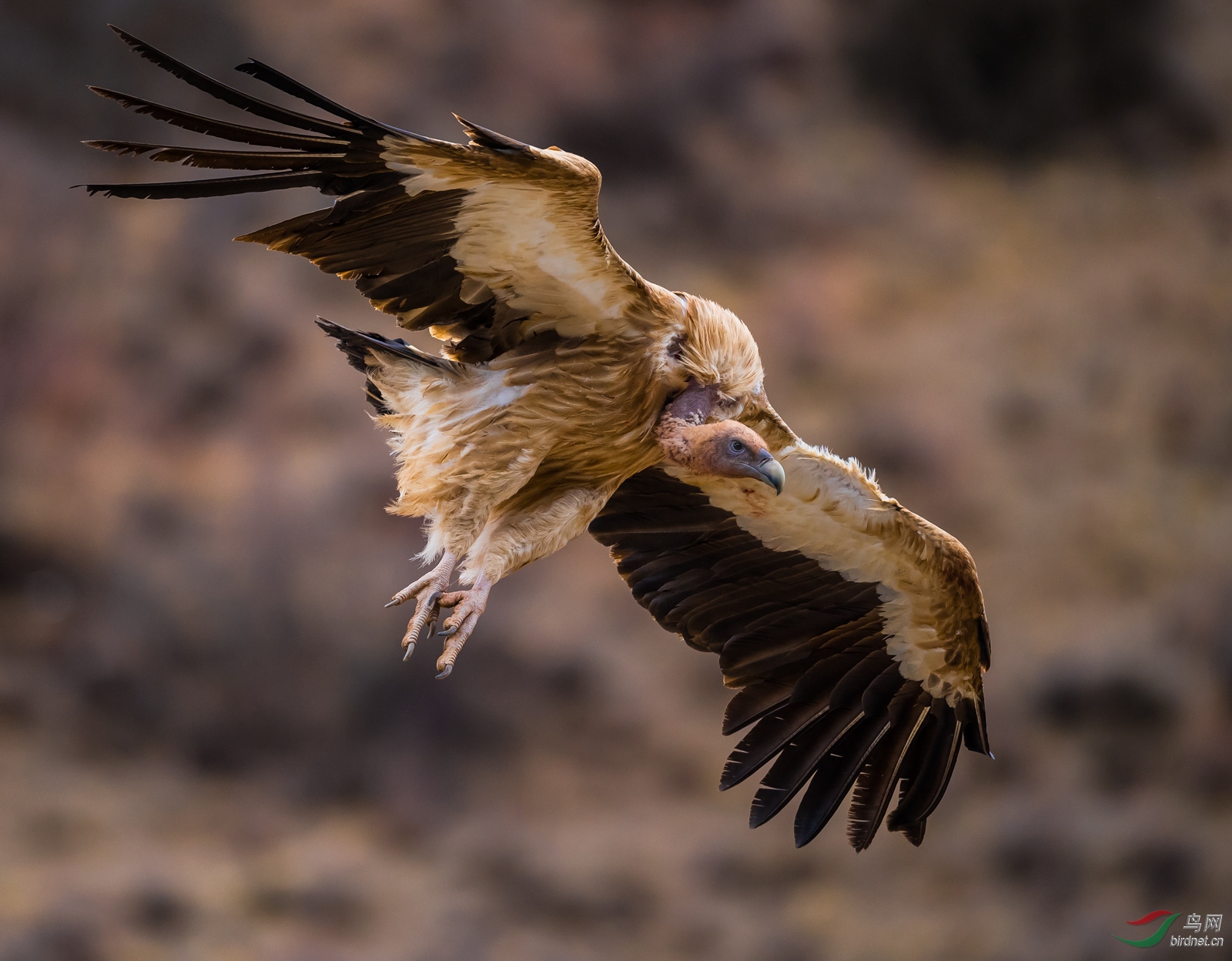 山谷逆光展翅滑翔的高山兀鹫