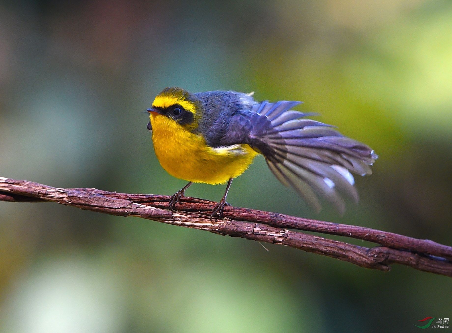 黄腹扇尾鹟