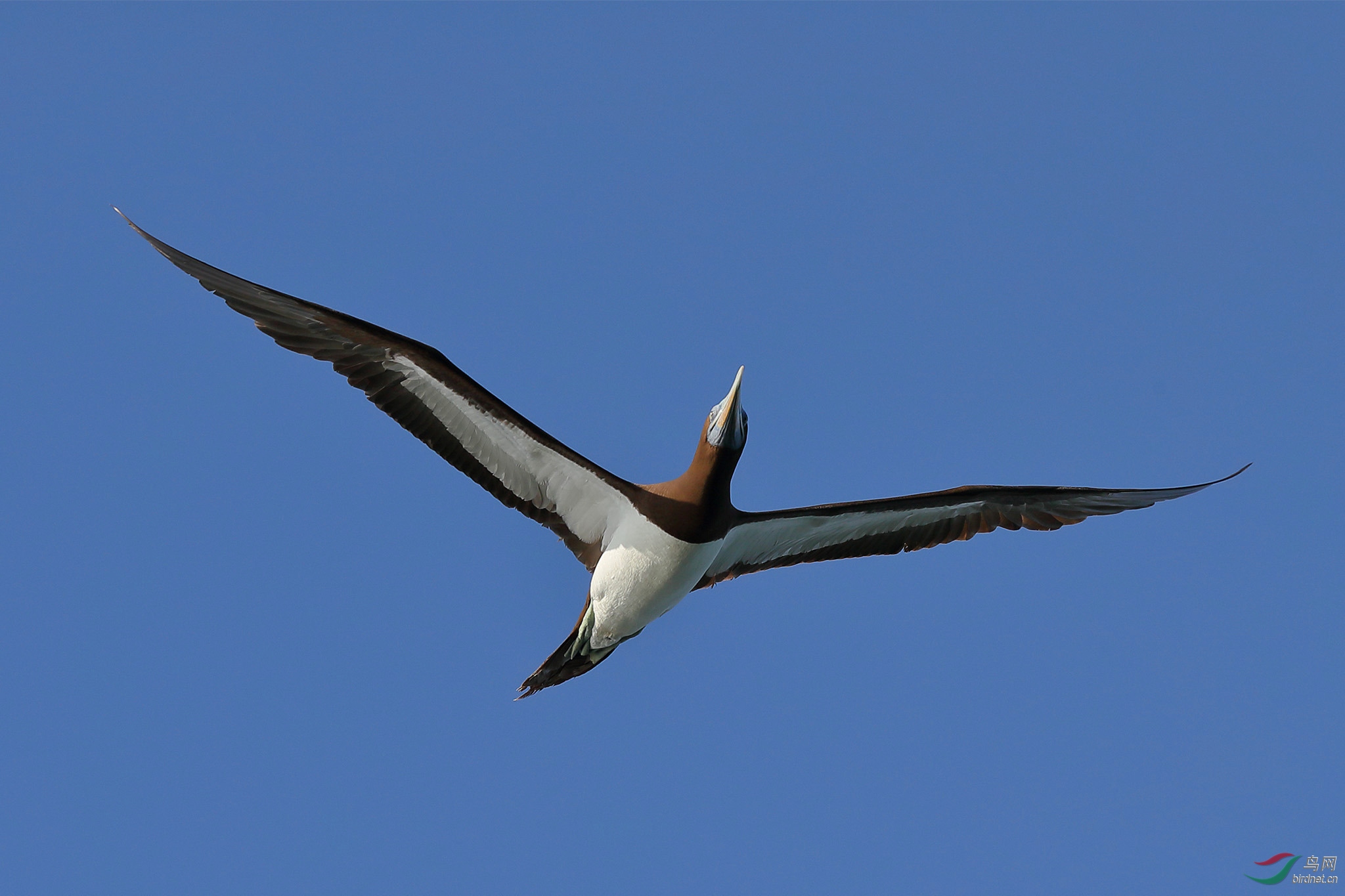 褐鲣鸟白腹鲣鸟