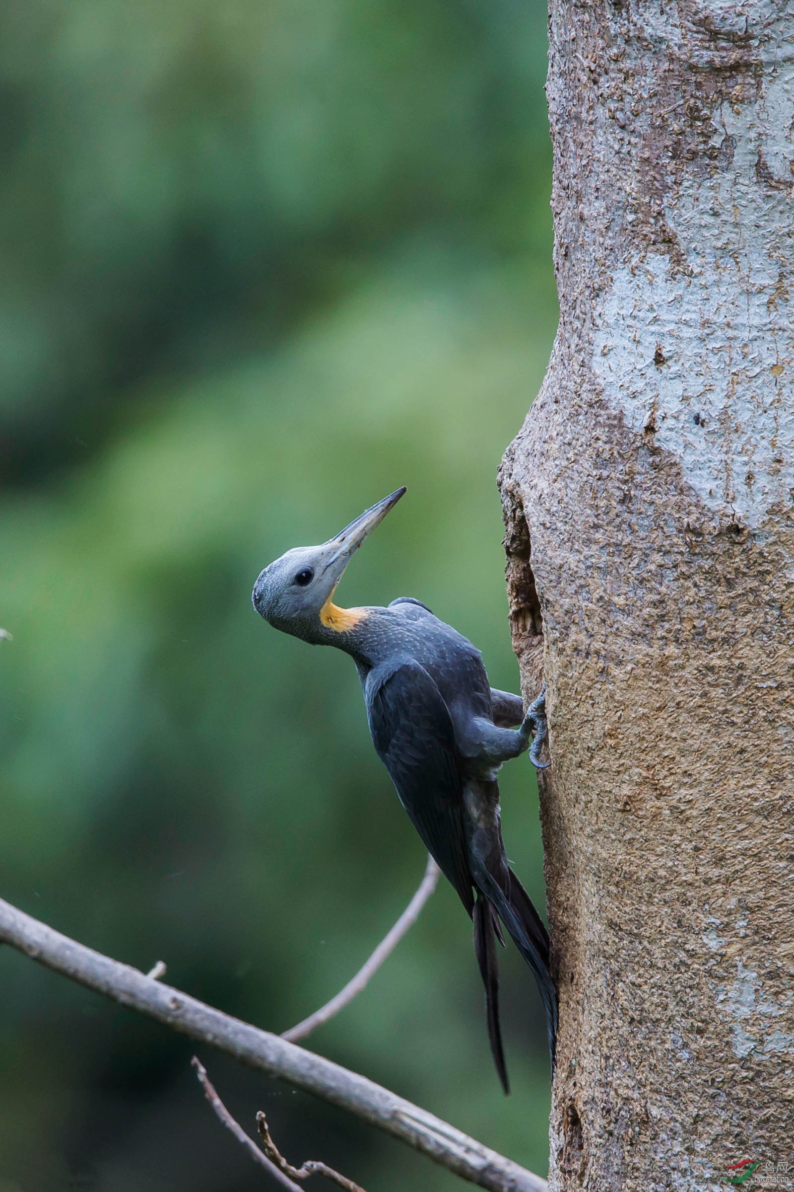 大灰啄木鸟