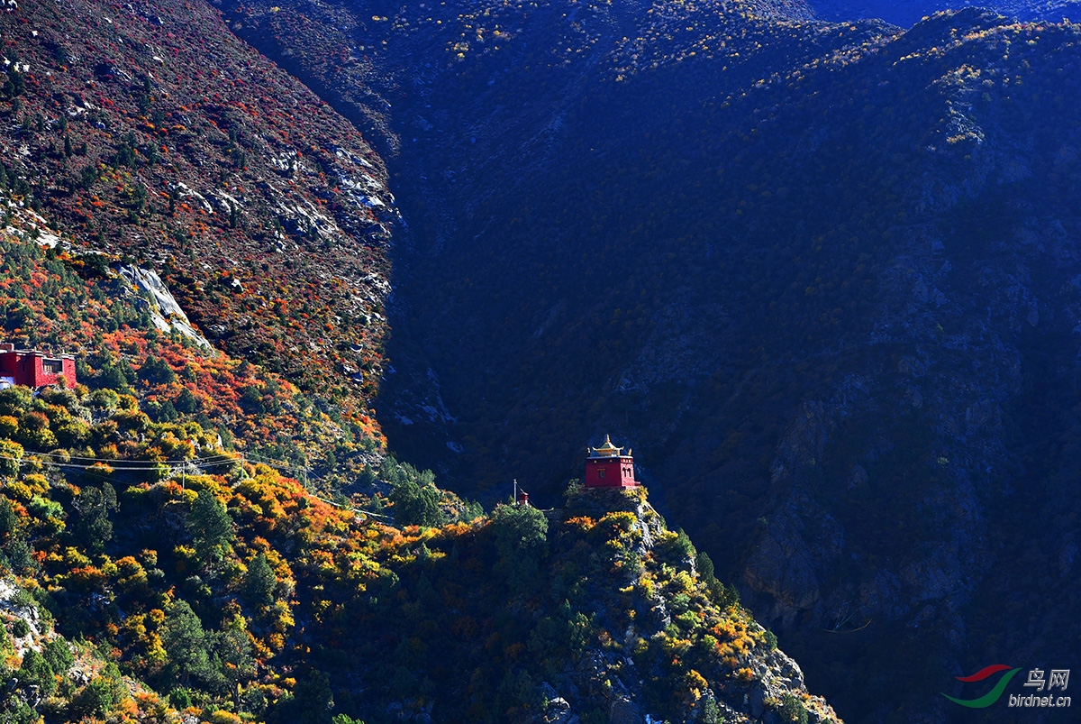 魅力桑日西藏马鹿祝贺荣获首页精华