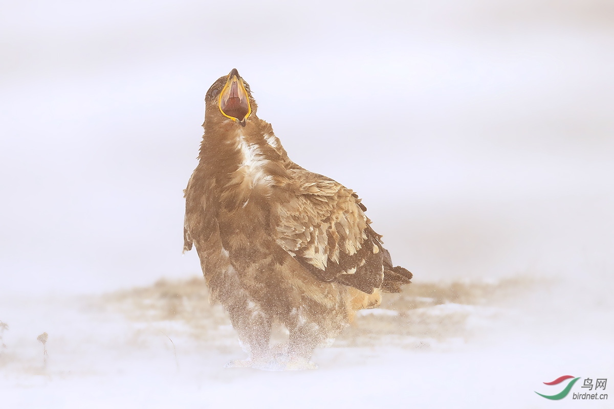 (草原雕)老雕暴风中的恕吼(祝贺获首页精华)