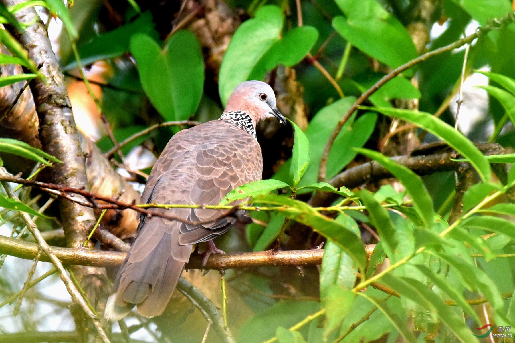 珠頸斑鳩